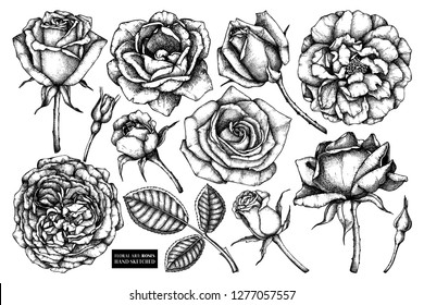 Collection of roses - flowers, buds, leaves drawings. Vector floral sketches set. Hand drawn botanical illustrations. Summer design elements. 