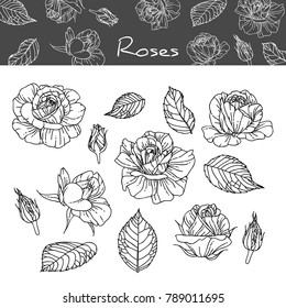 Collection roses with line-art on white backgrounds. Vector hand drawn illustration.