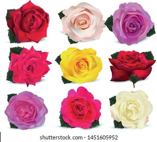 Collection roses on white background. Icon rose. Roses red, beige, purple, pink, coral, yellow, white. 3d realistic roses close up. Beautiful of nine rose. Vector illustration.