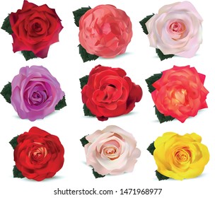 Collection roses on white background. Roses red, beige, purple, pink, white, coral, yellow, orange-yellow, red-yellow. 3d realistic roses close up. Icon set flower. Summer, nature. Texture roses