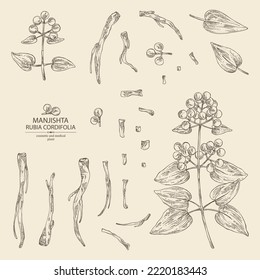 Colección de rubia cordifolia: planta de rubia cordifolia, hojas, bayas manjishta y raíces de rubia cordifolia. Manjishta. Cosmética, perfumería y planta médica. Dibujo manual del vector