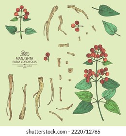 Colección de rubia cordifolia: planta de rubia cordifolia, hojas, bayas manjishta y raíces de rubia cordifolia. Manjishta. Cosmética, perfumería y planta médica. Dibujo manual del vector