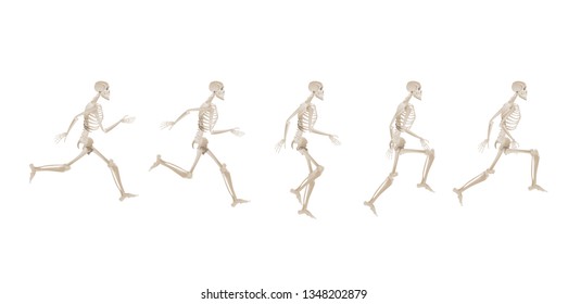 Collection of running human skeletons - set of different stages of running, anatomy of a runner and bones. Medical vector illustration isolated on white background