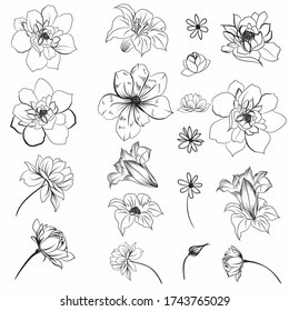 Collection of rustic vector flowers, buds for design