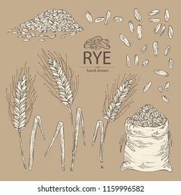 Collection of rye: ears, bag of grain and rye grain. Vector hand drawn illustration