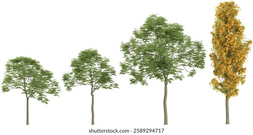 Collection of saccharum,Sapindus plants on transparent background