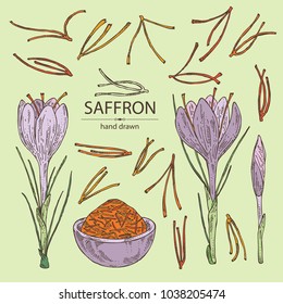 Collection of saffron: flower and saffron stamens. Vector hand drawn illustration.