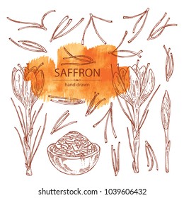 Collection of saffron: flower and saffron stamens. Vector hand drawn illustration.