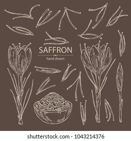 Collection of saffron: flower and saffron stamens. Vector hand drawn illustration.