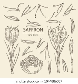 Collection of saffron: flower and saffron stamens. Vector hand drawn illustration.