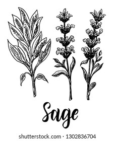 Collection of sage, branch of sage, leaves and flowers. Cosmetic, perfumery and medical plant. Vector hand drawn illustration. Sketch.