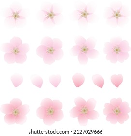 Collection of sakura or cherry blossom with variety of designs vector