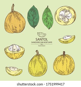 Collection of santol: fruit, santol slice and leaves. Wild mangosteen. Sandoricum koetjape. Vector hand drawn illustration.