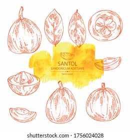 Colección de santol: frutas, rodajas de santol y hojas. Mangostino salvaje. Sandoricum koetjape. Ilustración dibujada a mano por vectores.