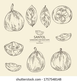 Collection of santol: fruit, santol slice and leaves. Wild mangosteen. Sandoricum koetjape. Vector hand drawn illustration.