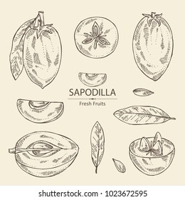 Collection of sapodilla: fruit, sapodilla slice and leaves. Vector hand drawn illustration.
