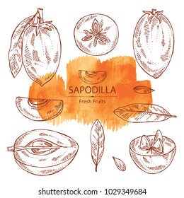 Collection of sapodilla: fruit, sapodilla slice and leaves. Vector hand drawn illustration.