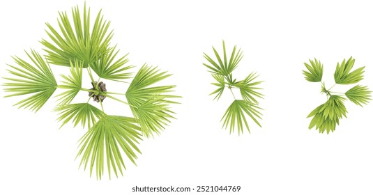 Collection of Saribus palm isolated on white background from top view