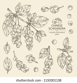 Collection of schisandra branch with leaves and berries. Magnolia vine berries. Cosmetics and medical plant. Vector hand drawn illustration. 