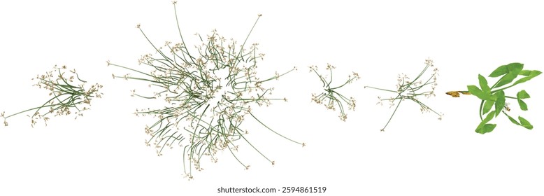 Collection of Scirpus plants on transparent background from the top view