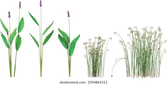 Collection of Scirpus,Thalia plants on transparent background