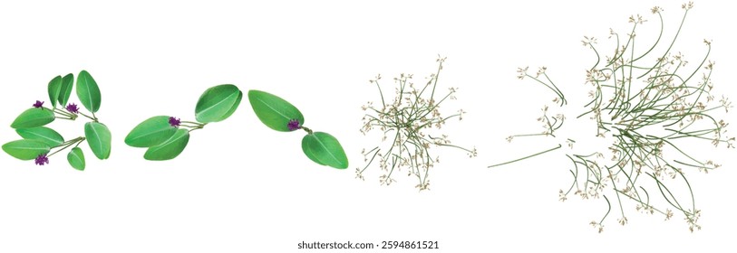 Collection of Scirpus,Thalia plants on transparent background from the top view