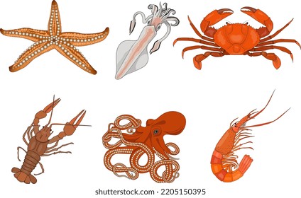 Collection of sea animals crab, crayfish, octopus, starfish, squid, shrimp.