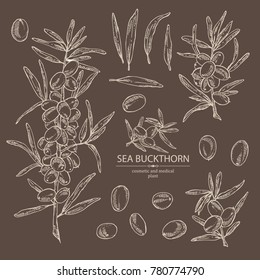 Collection of sea buckthorn: branch of sea buckthorn, berries and leaves. Cosmetic and medical plant. Vector hand drawn illustration