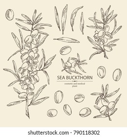 Collection of sea buckthorn: branch of sea buckthorn, berries and leaves. Cosmetic and medical plant. Vector hand drawn illustration