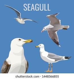 Collection of sea gulls in various poses. Vector illustration isolated on blue background