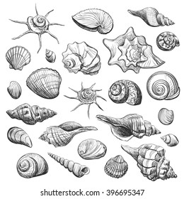 
Collection of sea shells sketches , graphic quality image on a white background. Hand drawn