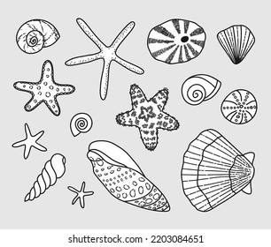 Collection of sea shells. Vector illustration. The elements are isolated on a gray background.