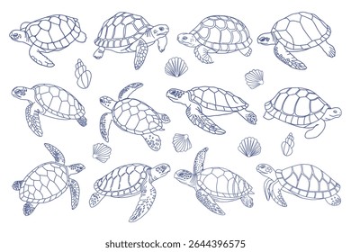 Collection of sea turtles and shells. Hand drawn illustration.
