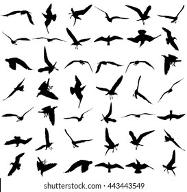 Collection of seagull fly on sky  vector silhouette illustration isolated on white background, sea or ocean bird with spread wings. Bird gull  fly silhouette.