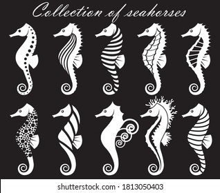 collection of seahorses isolated on black background