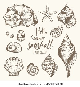 Collection of seashell. hand drawn