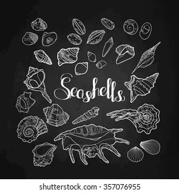 Collection of  seashells drawn in line art style isolated on chalkboard. Coloring page design. 