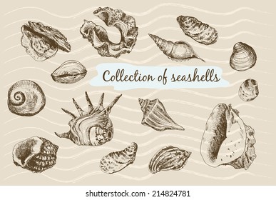 Collection of seashells. Hand drawn graphic illustrations.