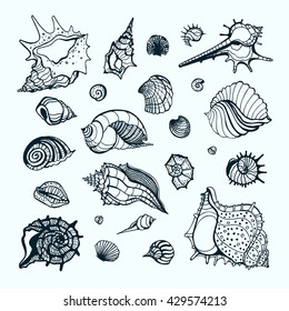 Collection of seashells. Hand drawn vector  Illustration. Sea shell set. 