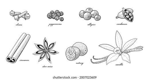 Colección de sazonamiento y planta culinaria, dibujo a mano ilustración vectorial, condimento de grabado vintage aislado en fondo blanco.