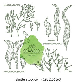 Collection of seaweed, algae: aonori, monostroma, sargassum fusiform, hijiki seaweed, kombu, laminaria japonica, ahnfeltia plicata. Green, brown and red algae. Edible seaweed. Vector hand drawn