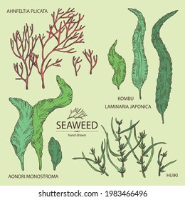 Collection of seaweed, algae: aonori, monostroma, sargassum fusiform, hijiki seaweed, kombu, laminaria japonica, ahnfeltia plicata. Green, brown and red algae. Edible seaweed. Vector hand drawn