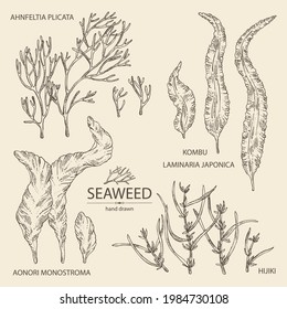 Collection of seaweed, algae: aonori, monostroma, sargassum fusiform, hijiki seaweed, kombu, laminaria japonica, ahnfeltia plicata. Green, brown and red algae. Edible seaweed. Vector hand drawn