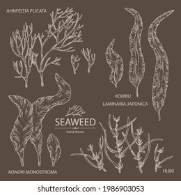 Collection of seaweed, algae: aonori, monostroma, sargassum fusiform, hijiki seaweed, kombu, laminaria japonica, ahnfeltia plicata. Green, brown and red algae. Edible seaweed. Vector hand drawn