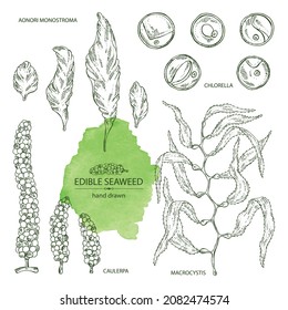 Colección de algas y algas: clorella, macrocystis algas, caulerpa, uvas marinas, aonori, monostroma. Algas verdes, marrones y rojas. Algas comestibles. Ilustración dibujada a mano por el vector