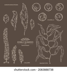 Collection of seaweed, algae: chlorella, macrocystis seaweed, caulerpa, sea grapes, aonori, monostroma. Green, brown and red algae. Edible seaweed. Vector hand drawn illustration