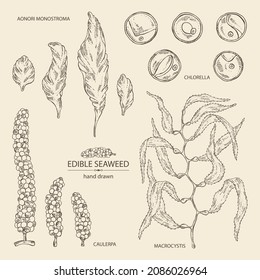 Colección de algas y algas: clorella, macrocystis algas, caulerpa, uvas marinas, aonori, monostroma. Algas verdes, marrones y rojas. Algas comestibles. Ilustración dibujada a mano por el vector