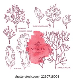 Collection of seaweed, algae: irish moss, rhodymenia palmata, ahnfeltia plicata, porphyra. Brown and red algae. Edible seaweed. Vector hand drawn illustration