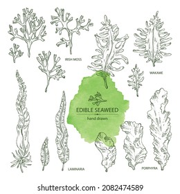 Collection of seaweed, algae: laminaria, porphyra seaweed, irish moss, wakame, undaria pinnate seaweed. Green, brown and red algae. Edible seaweed. Vector hand drawn illustration