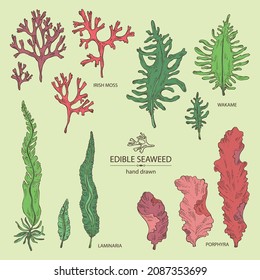 Collection of seaweed, algae: laminaria, porphyra seaweed, irish moss, wakame, undaria pinnate seaweed. Green, brown and red algae. Edible seaweed. Vector hand drawn illustration